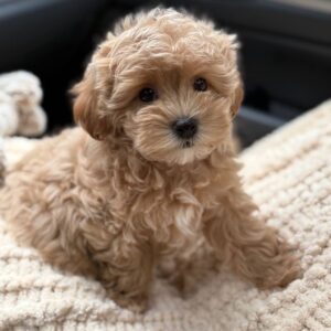 puppy name : tucker (copy)