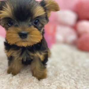 puppy name : remy (copy)