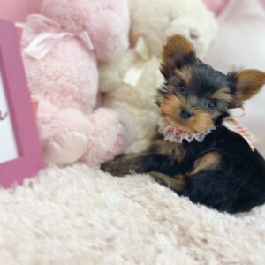 puppy name : gigi (copy)