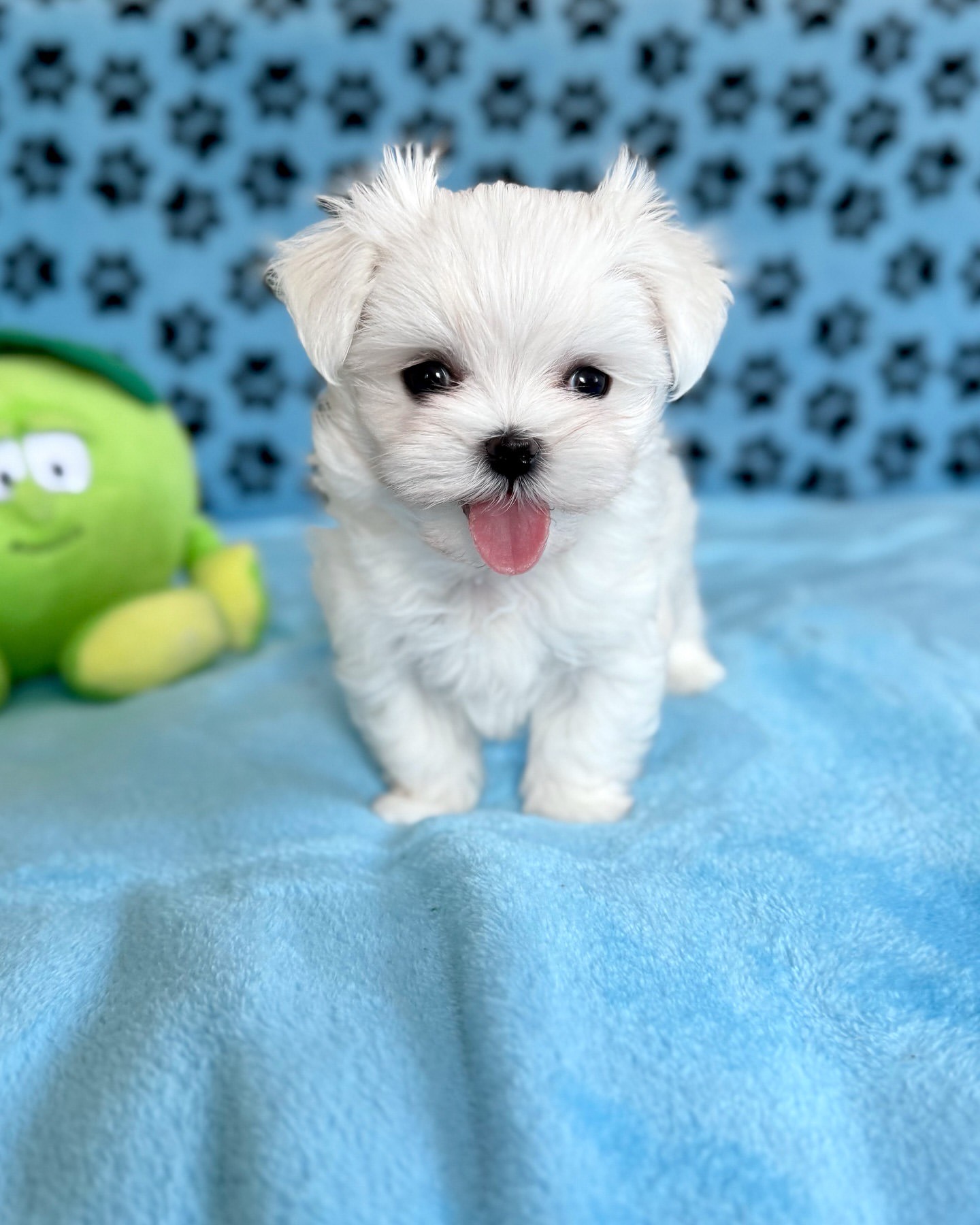 puppy name : teddy (copy)