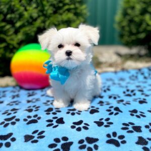 puppy name : daisy (copy)