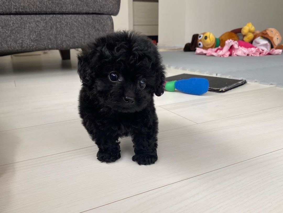 puppy name : luna (copy)