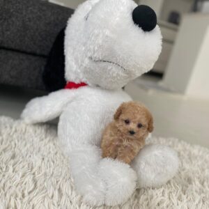 puppy name : leo (copy)