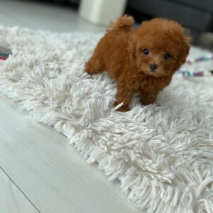 puppy name : leo (copy)