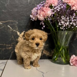 Puppy Name : Joy/female