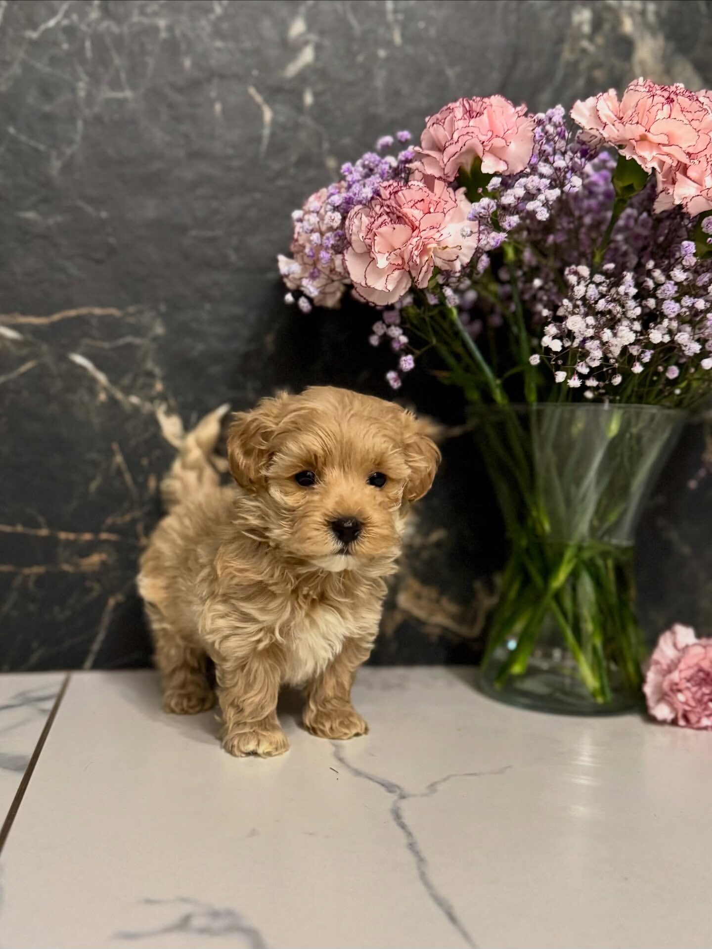 Puppy Name : Joy/female