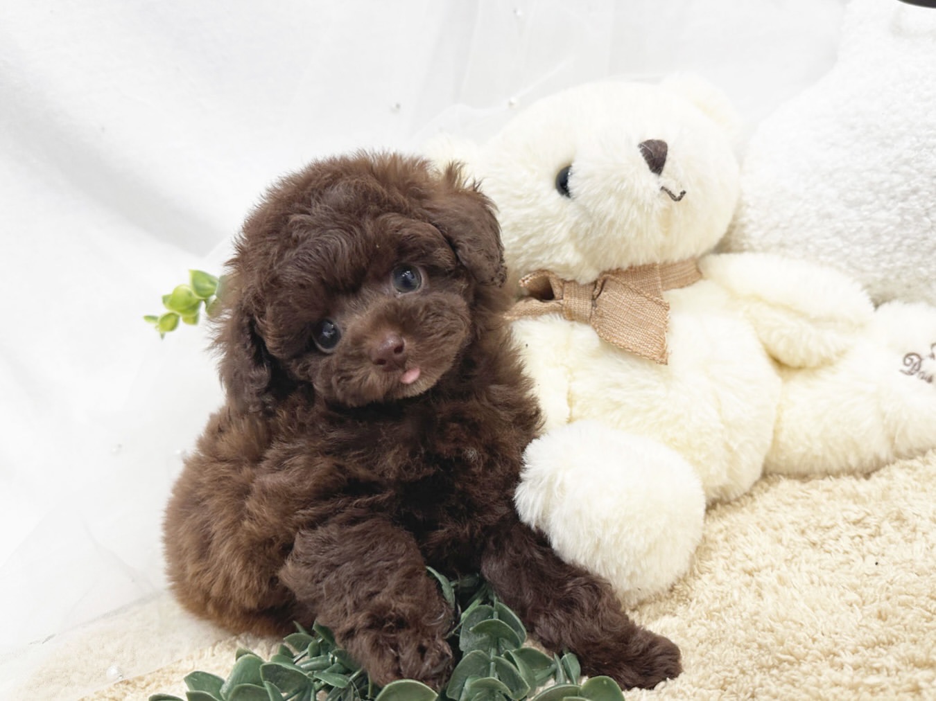 Puppy Name : Tony