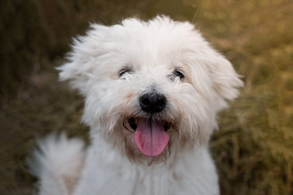 Caouette, small cute bichon